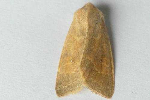 Réf. 269 395 : Xanthia ocellaris